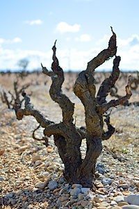 Old Vines at Domaine d'Ouréa