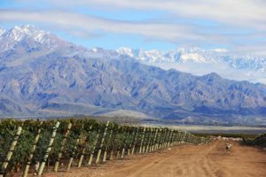 Zuccardi Estate Vineyards