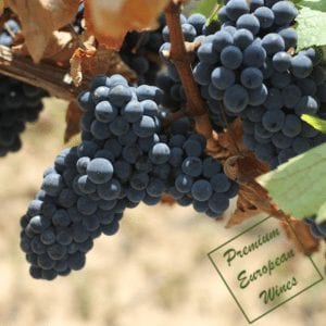 Premium European Wines Inc Logo - Grapes and watermark